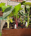 6" Alocasia Assortment